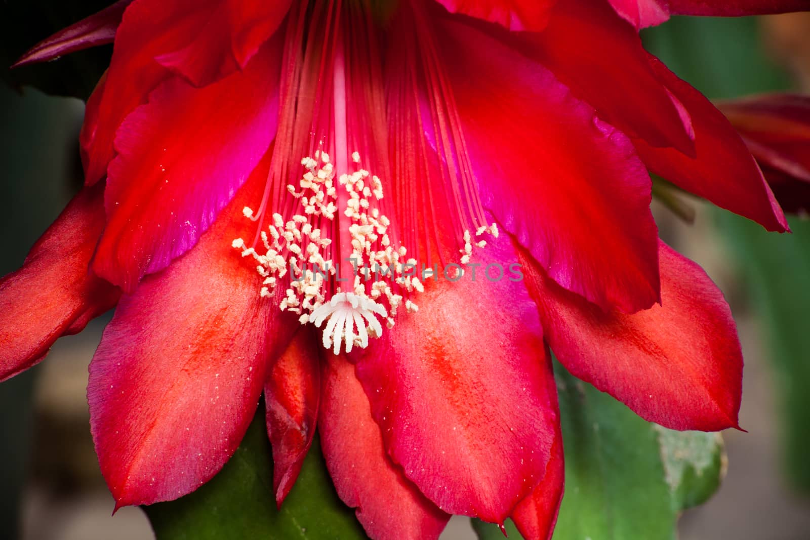Red Cactus Flower 2 by kobus_peche