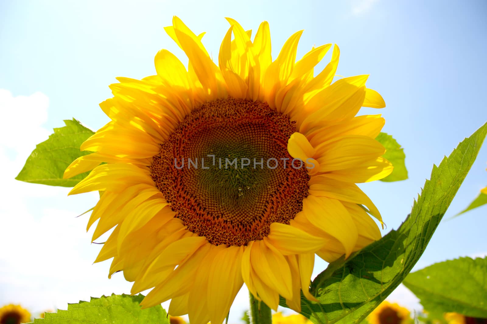 sunflower on the blue sky background. Close up