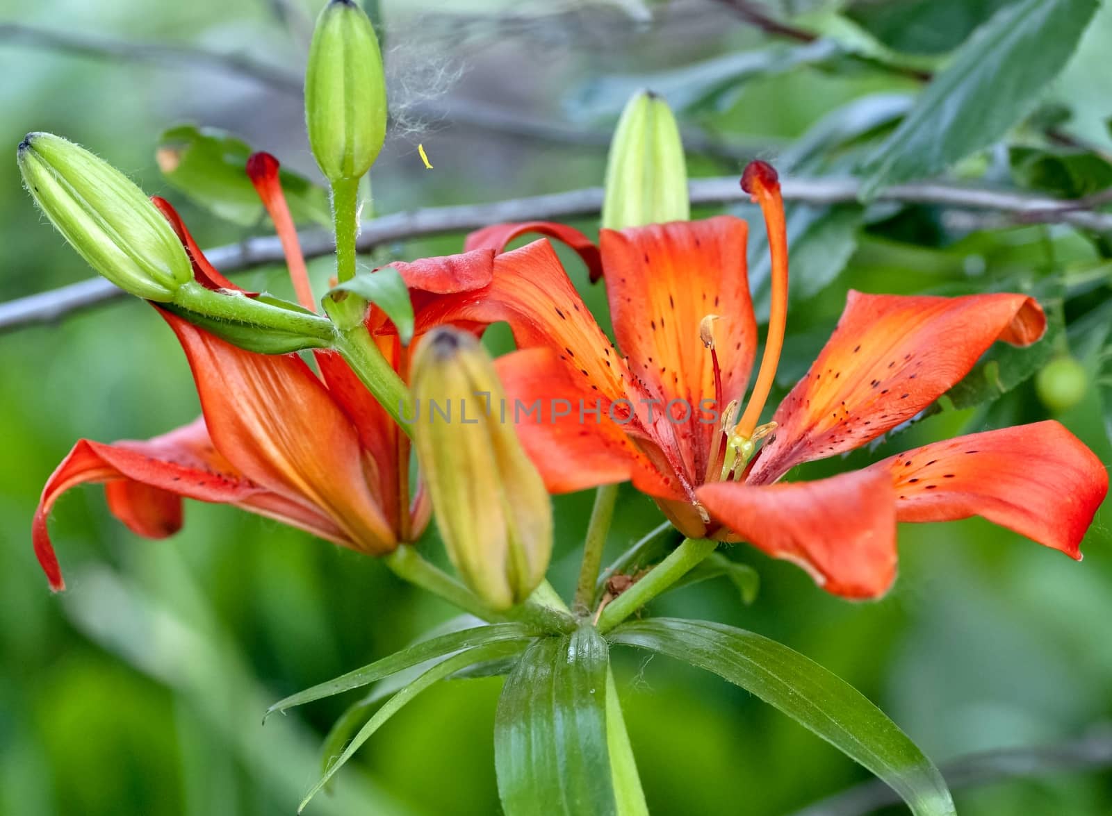 orange tiger Lily flower on blurred nature background
