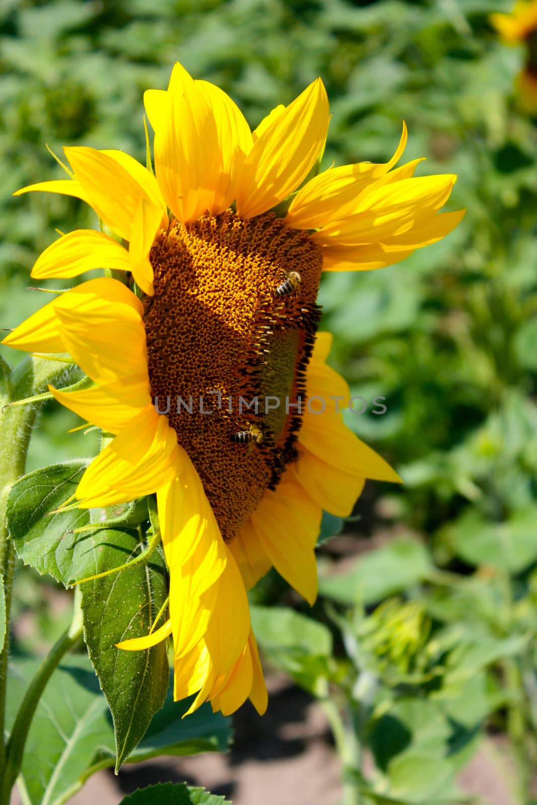 sunflowers on the green field with sunflowers background.