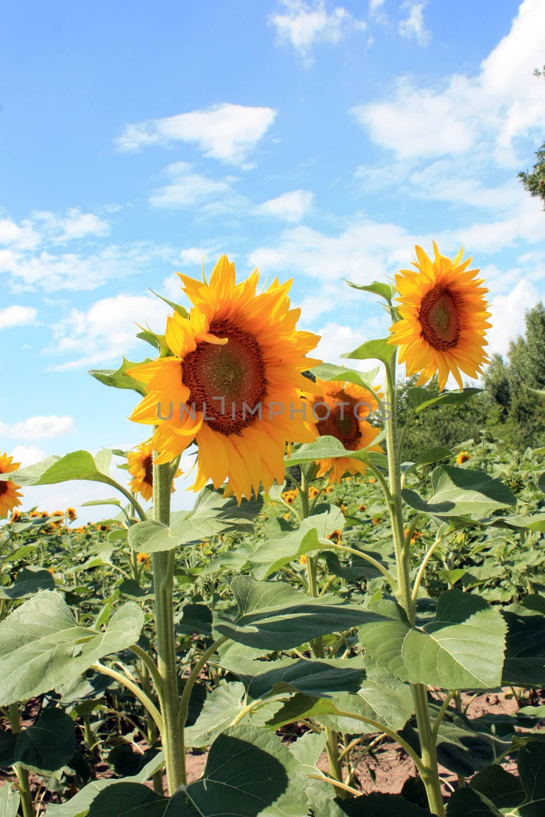 two sunflower on the blue sky background. Close up