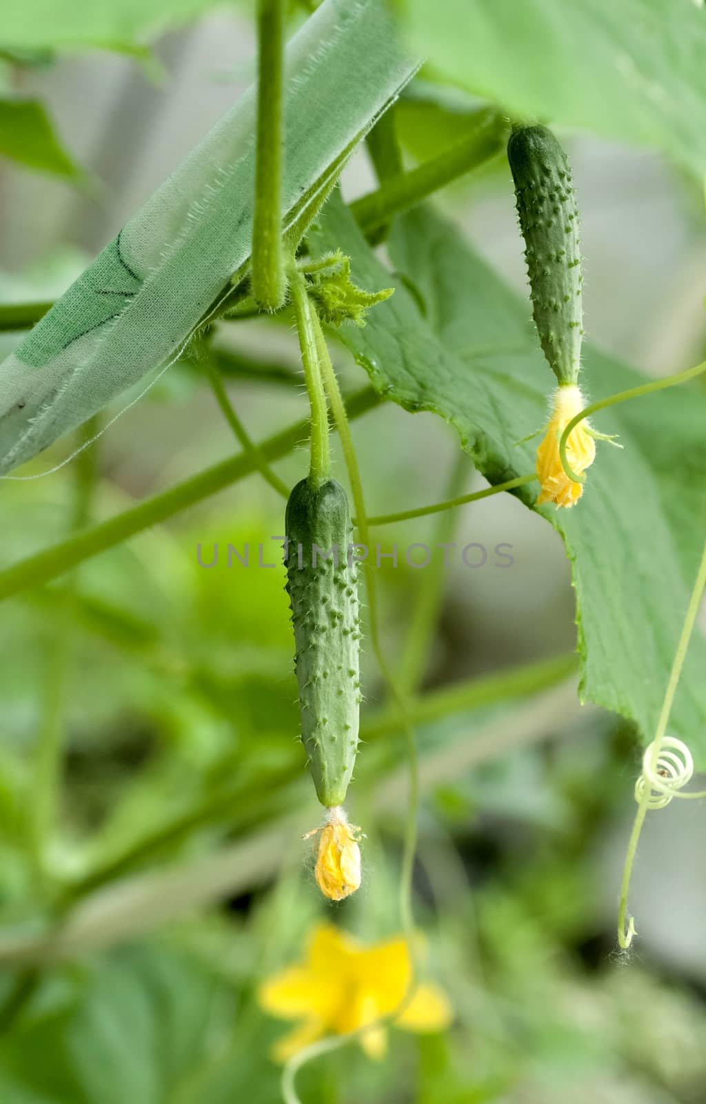 cucumber in bloom in the greenhouse, just tied