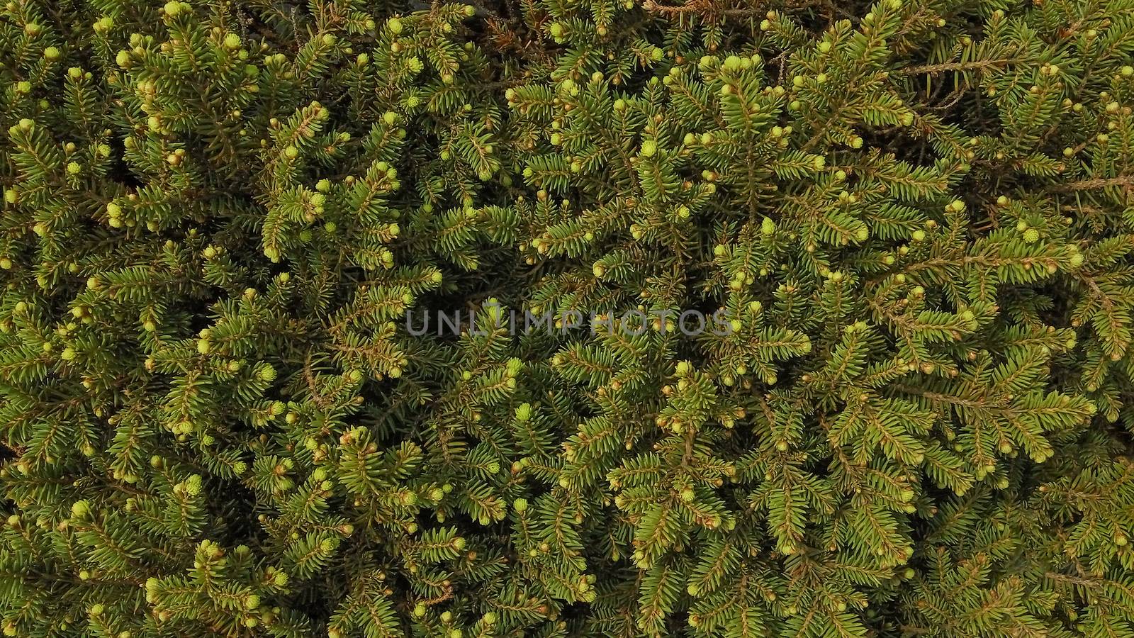 Fluffy coniferous tree. Fresh green branches. Art background