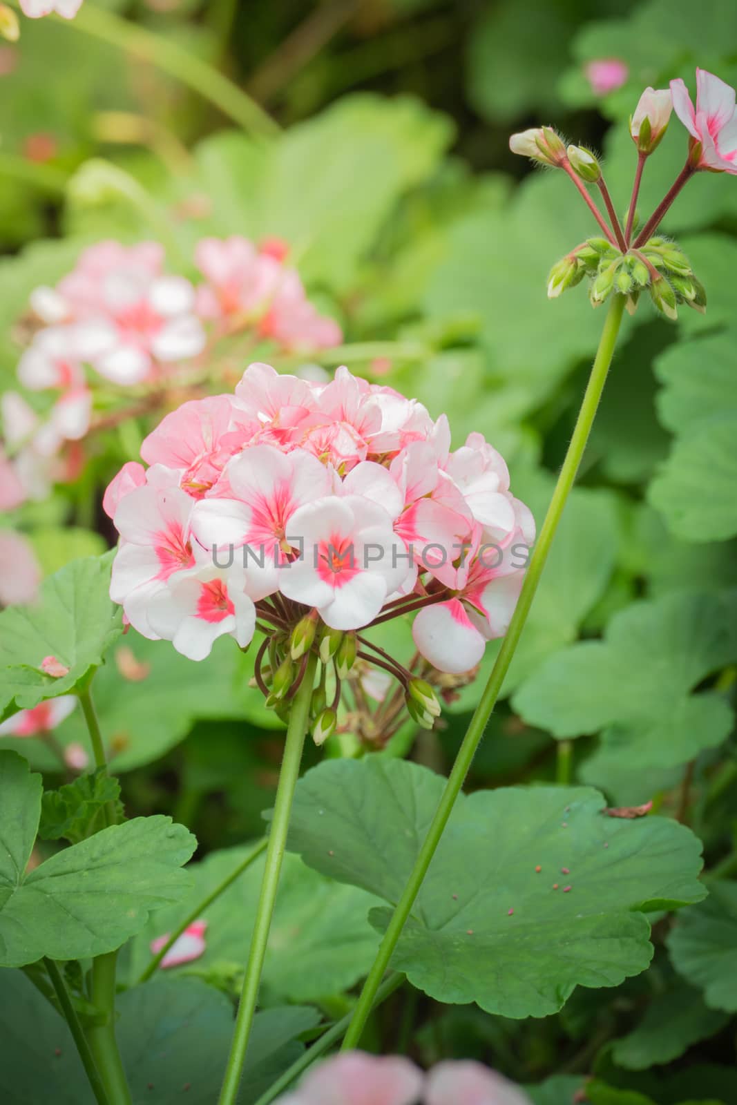 The background image of the colorful flowers, background nature