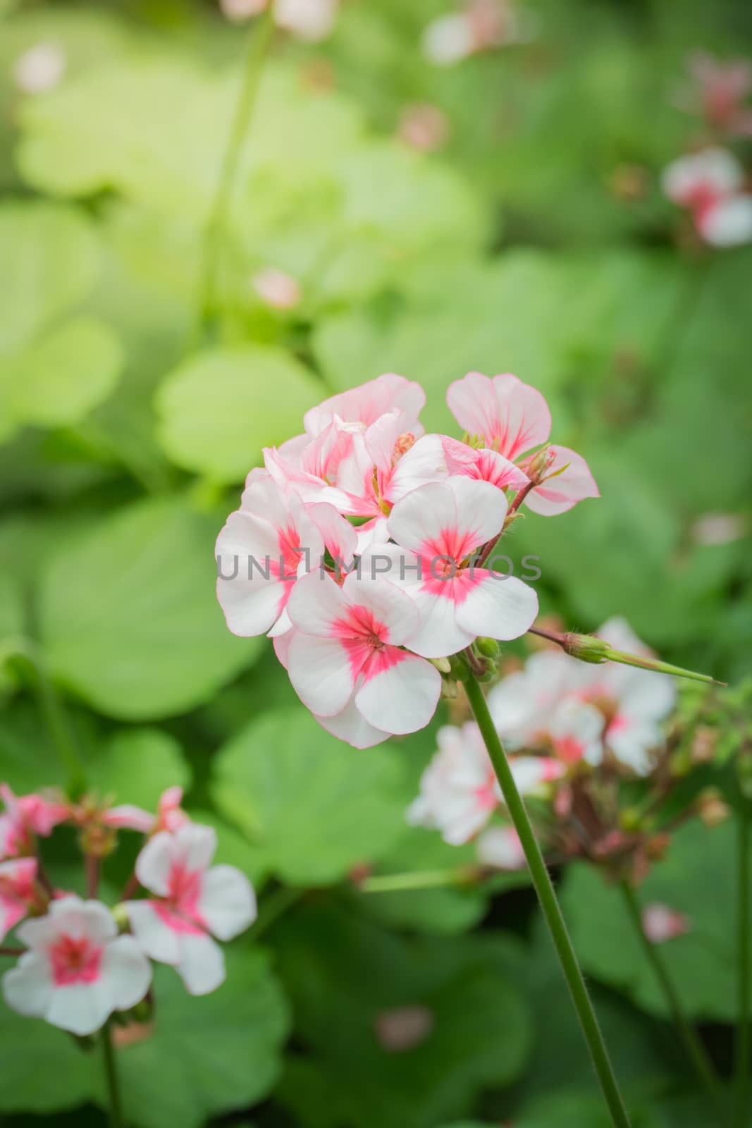 The background image of the colorful flowers, background nature