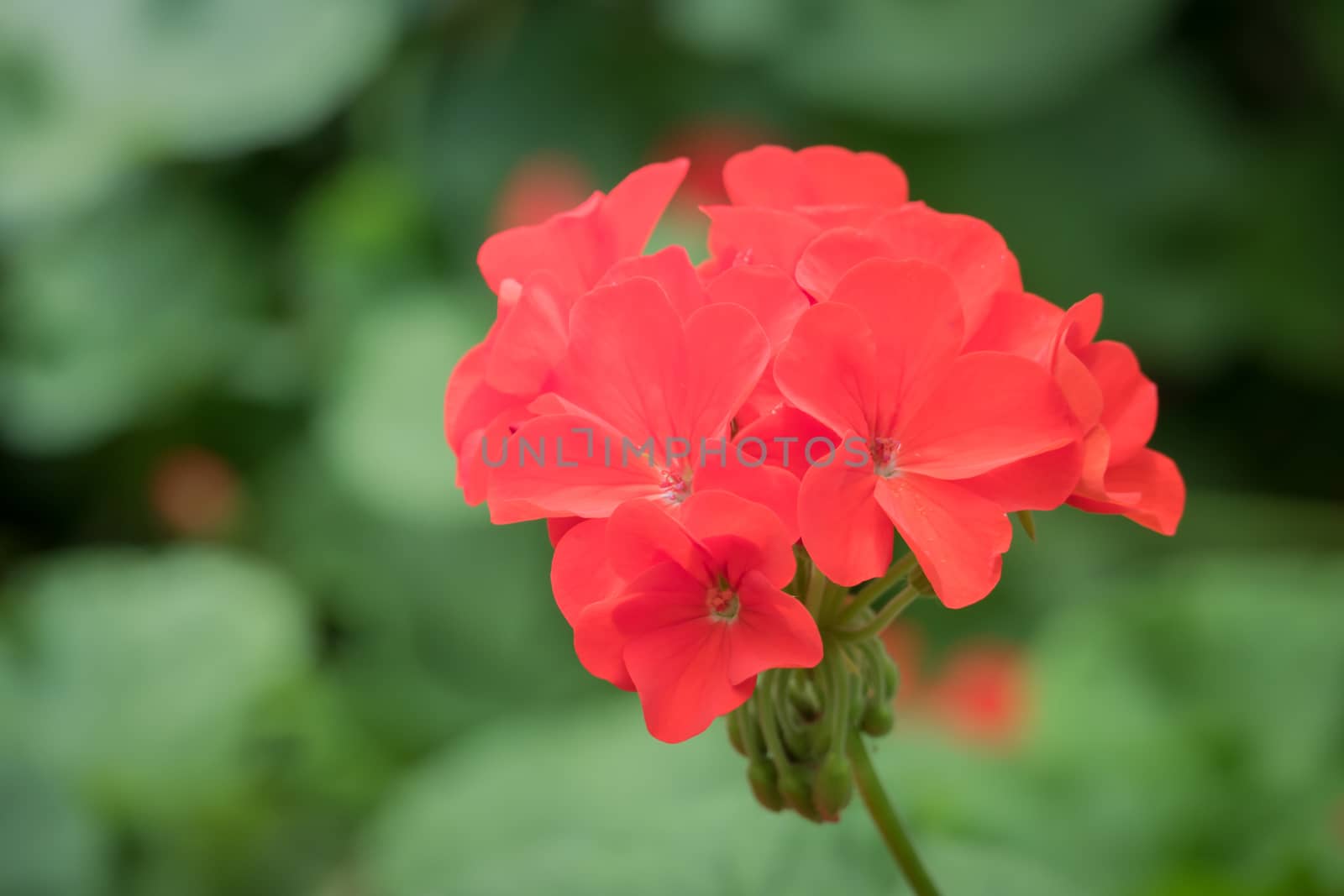 The background image of the colorful flowers, background nature