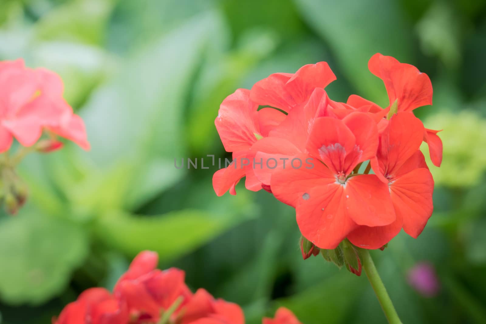 The background image of the colorful flowers, background nature