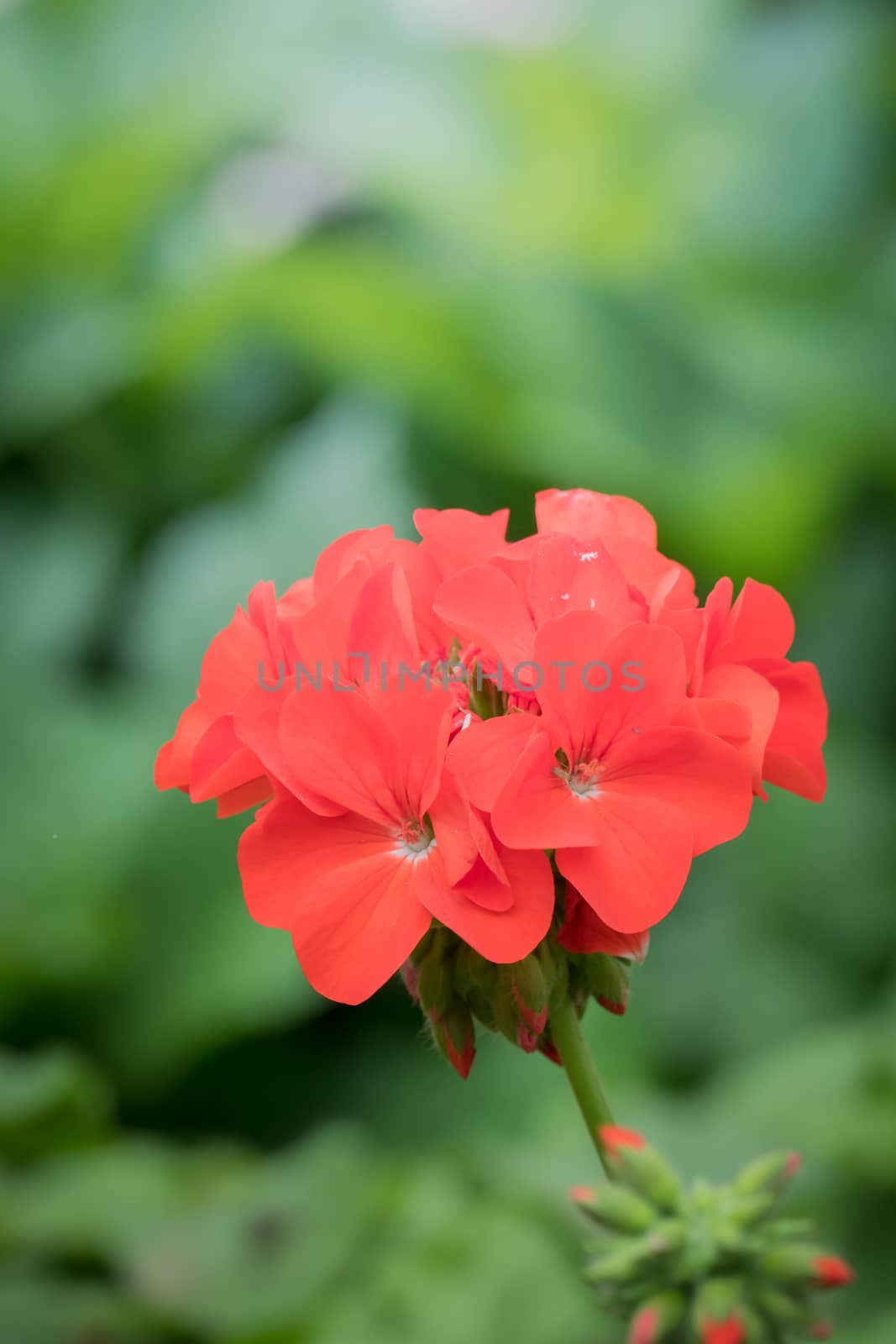 The background image of the colorful flowers, background nature