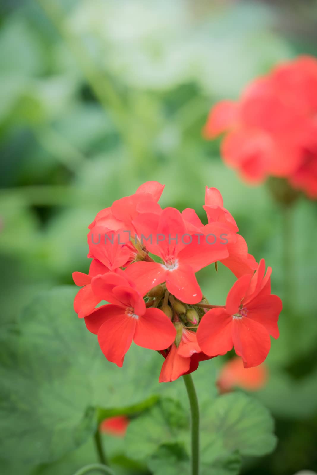 The background image of the colorful flowers, background nature