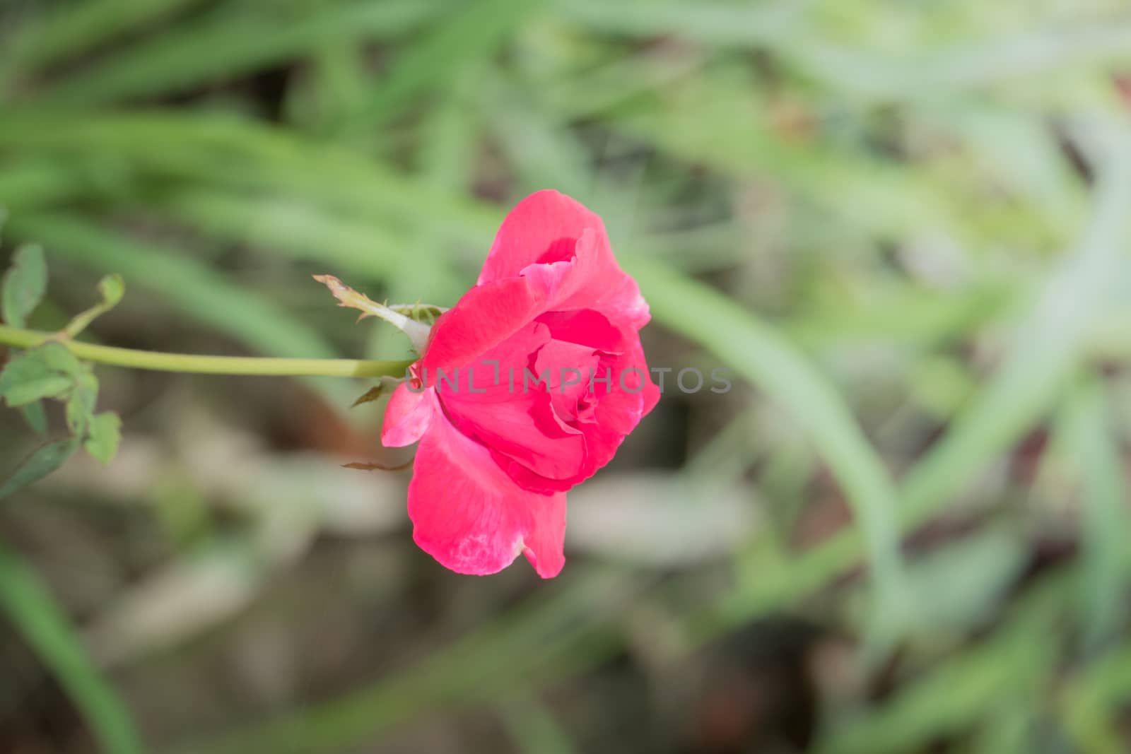 The background image of the colorful flowers, background nature