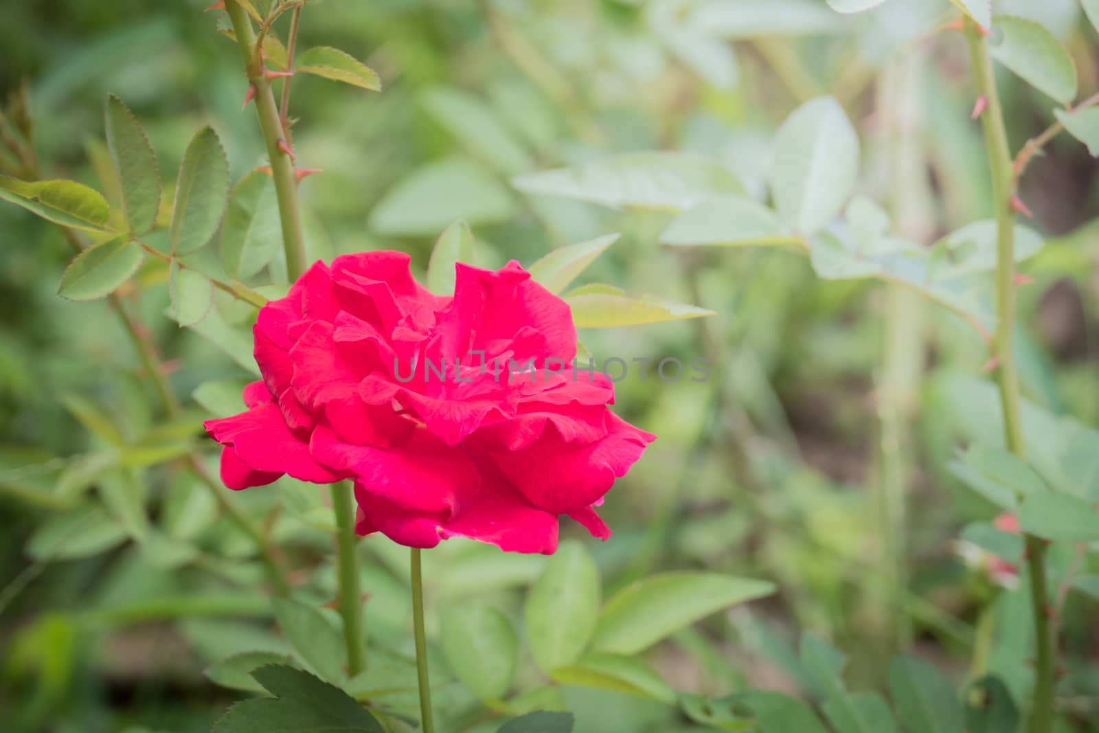 The background image of the colorful flowers, background nature