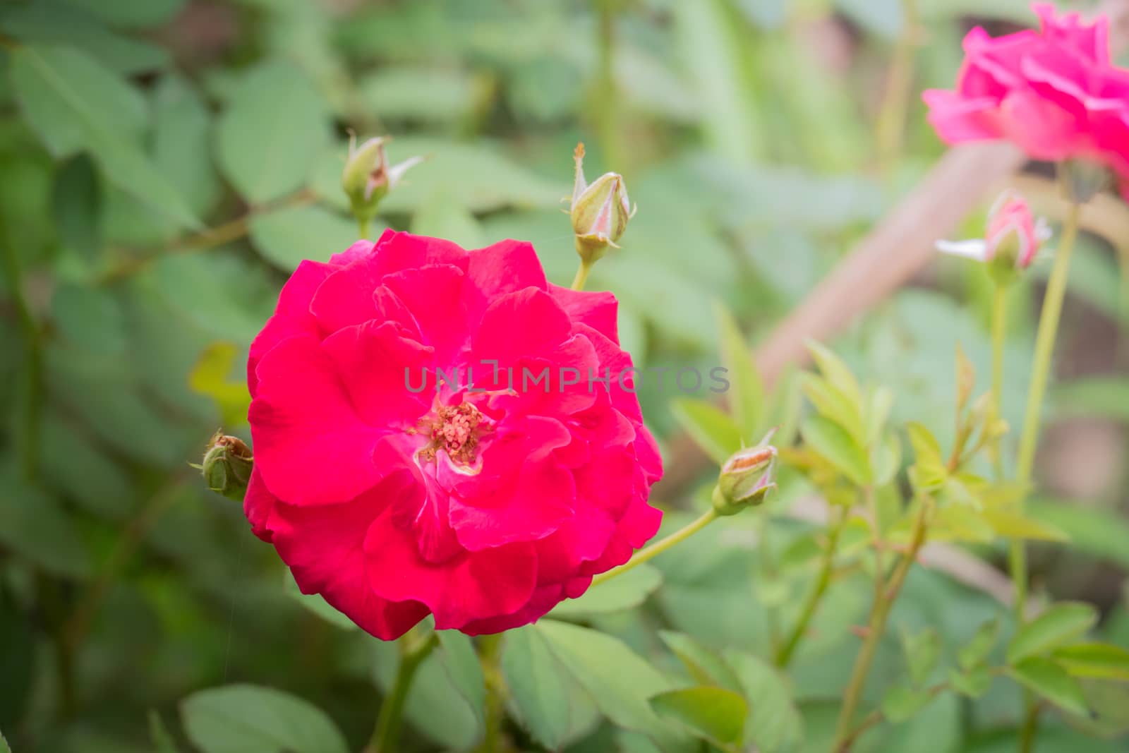 The background image of the colorful flowers, background nature