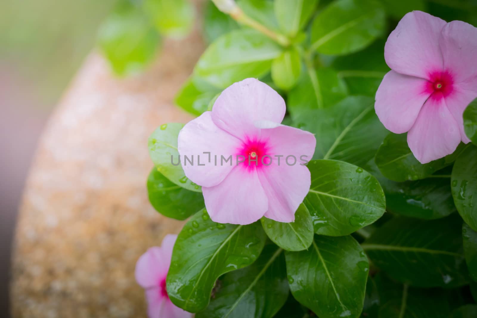 The background image of the colorful flowers, background nature