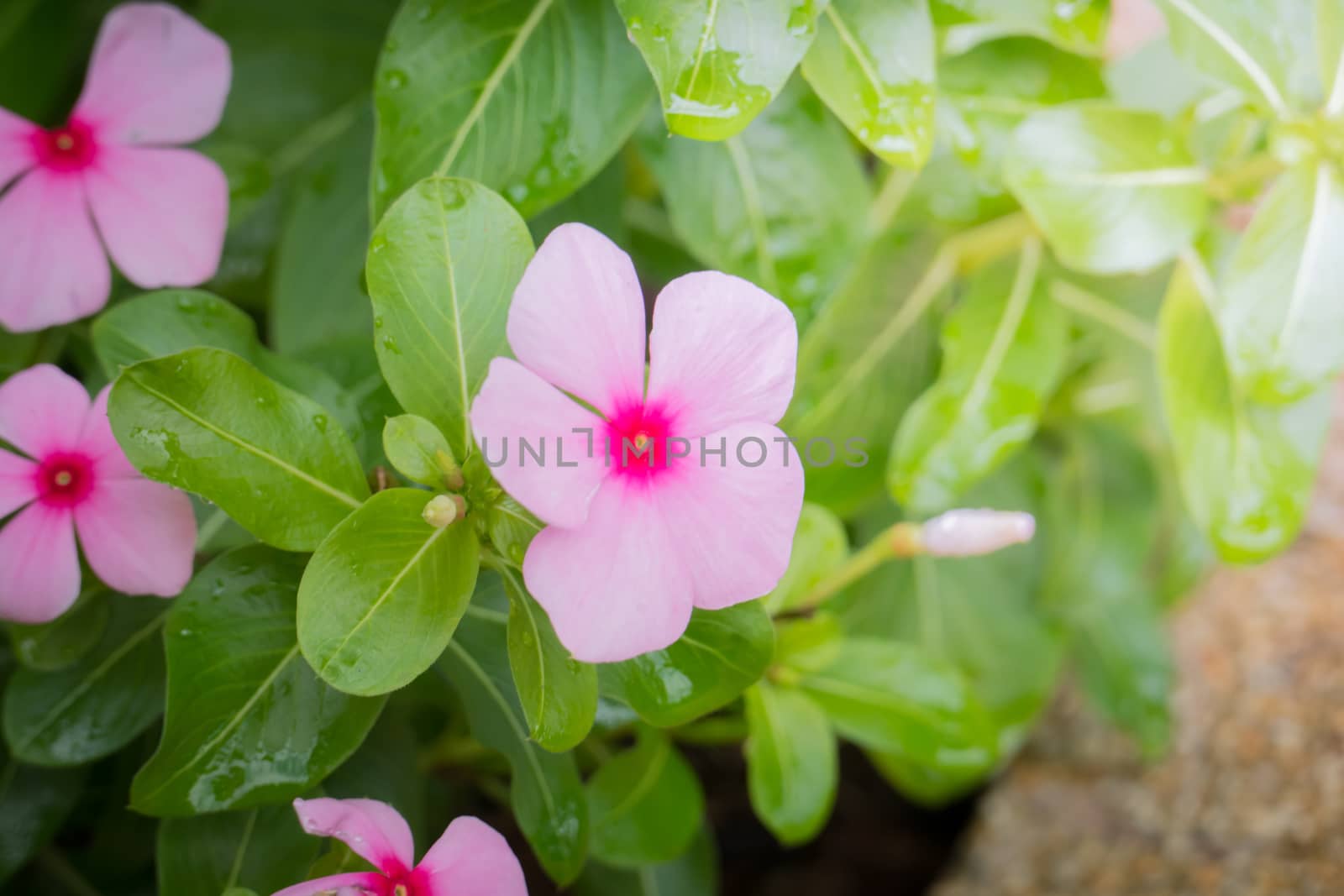 The background image of the colorful flowers, background nature