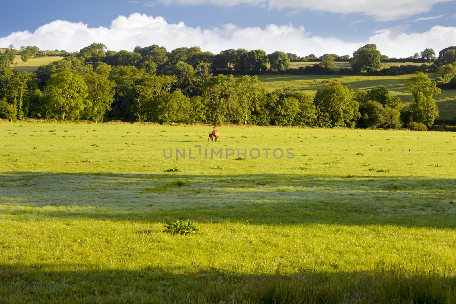 horses in an irish lush green field by morrbyte