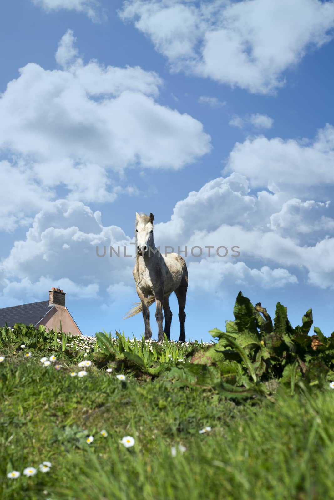 irish horse in a field by morrbyte