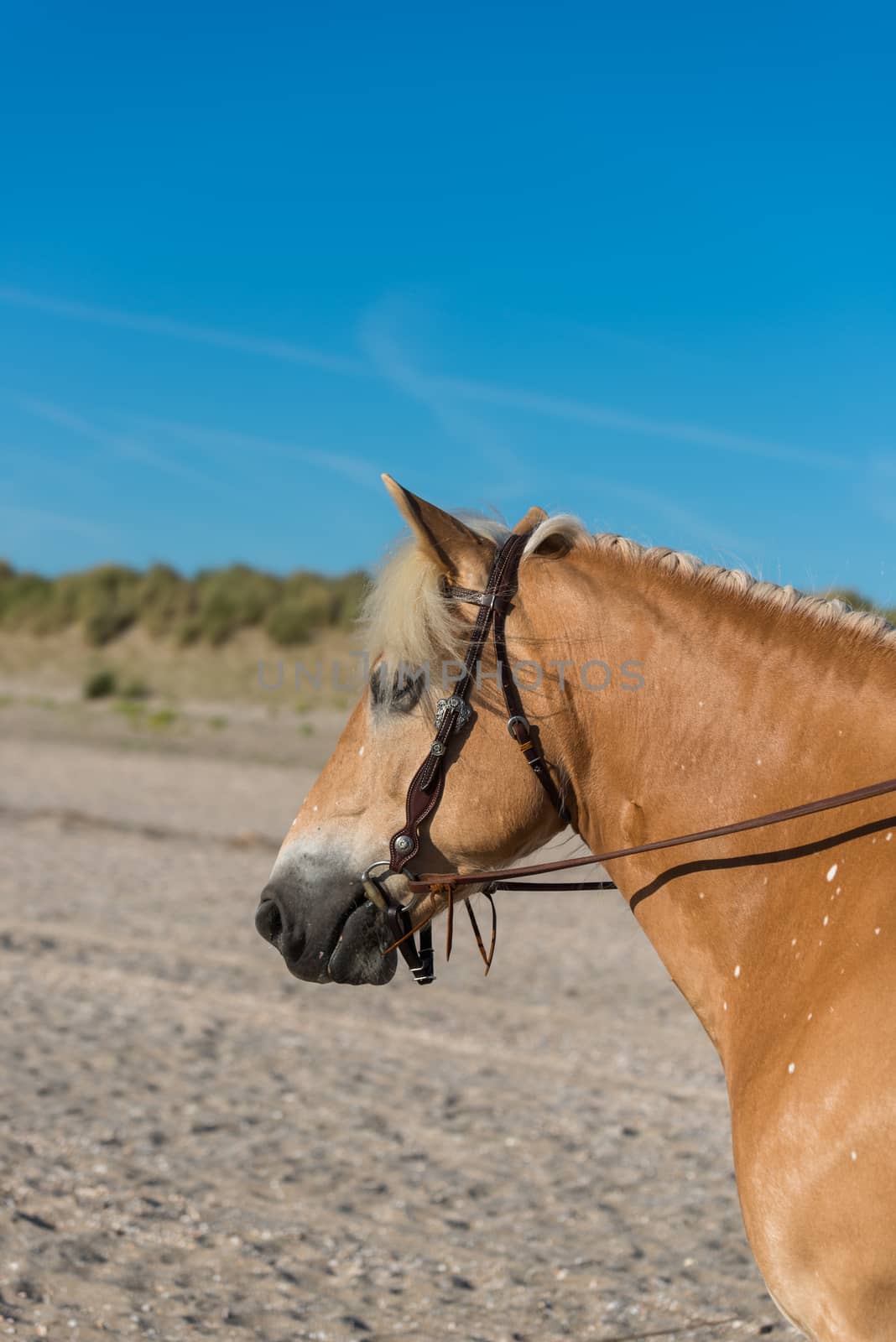 Haflinger horse head with blue sky background