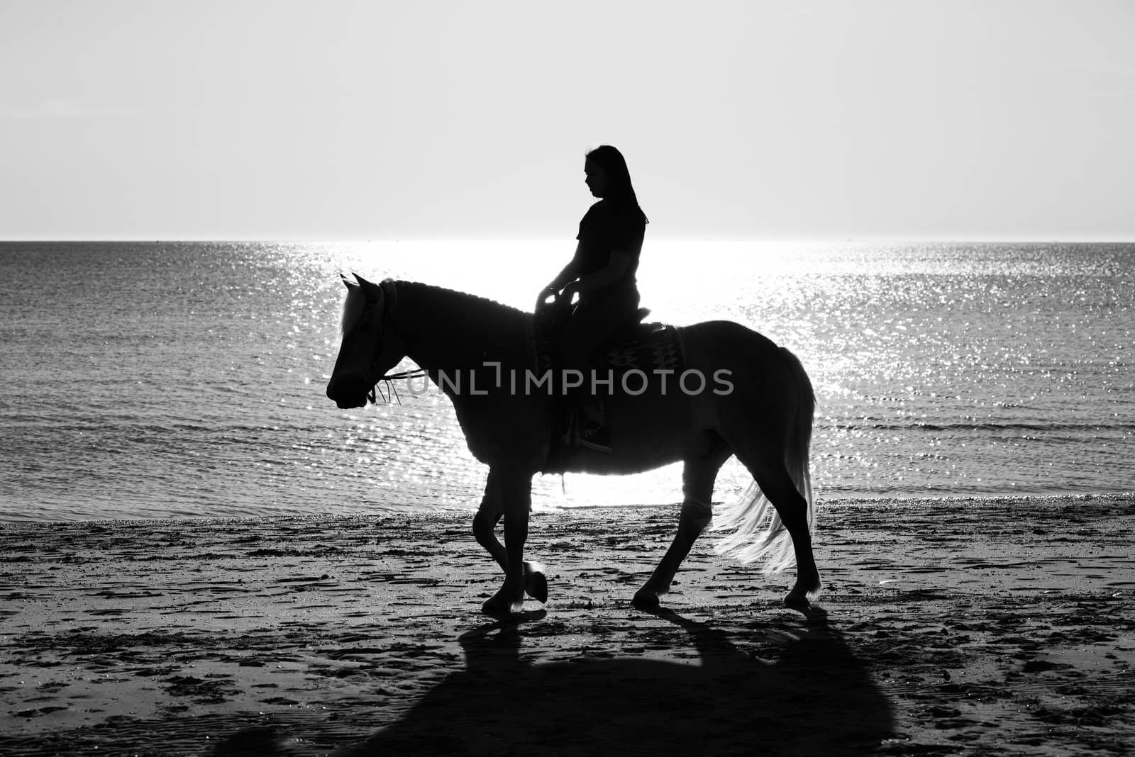 girl riding haflinger horse at the beach during sunset in black and white