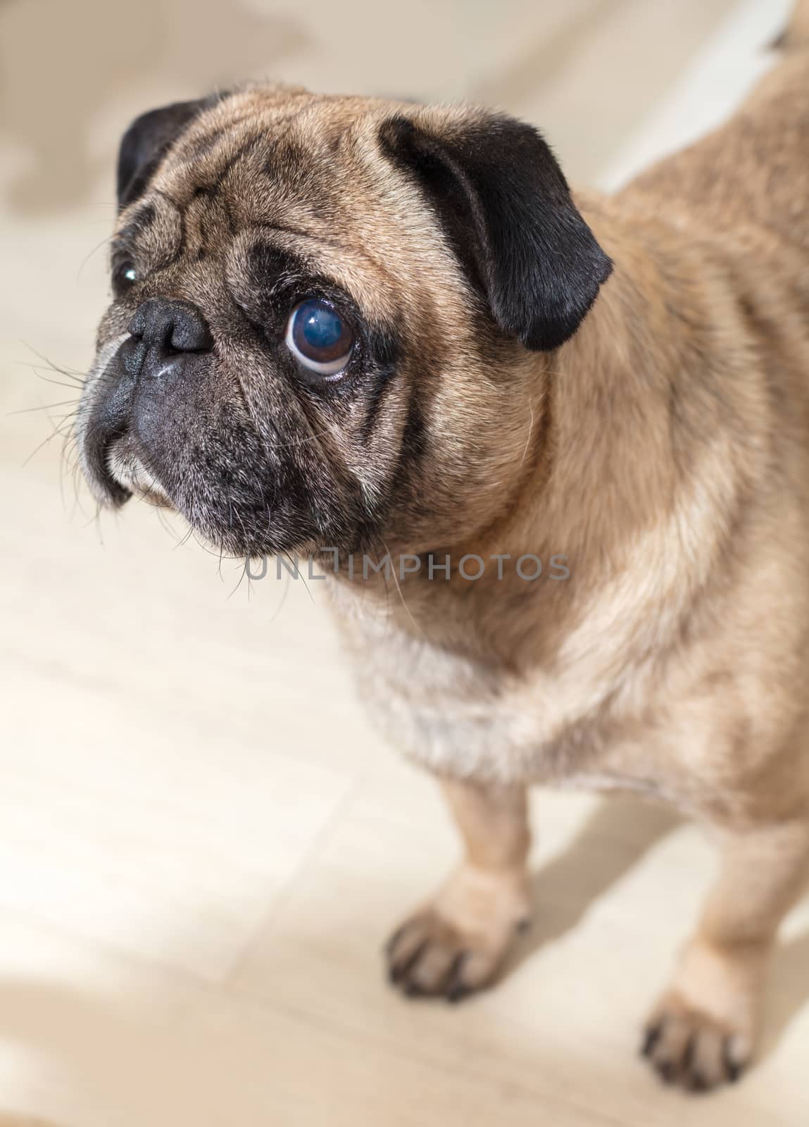 portrait of dog pug breed, muzzle closeup