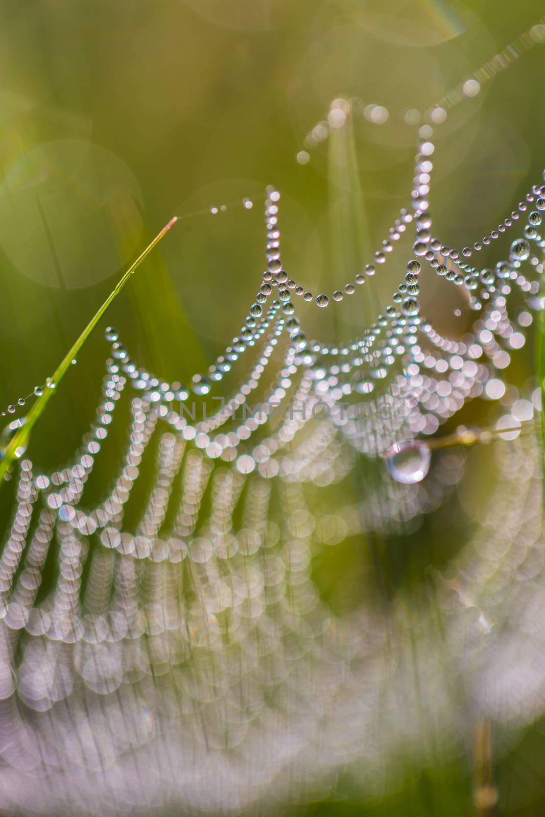 spider web in drops  by MegaArt