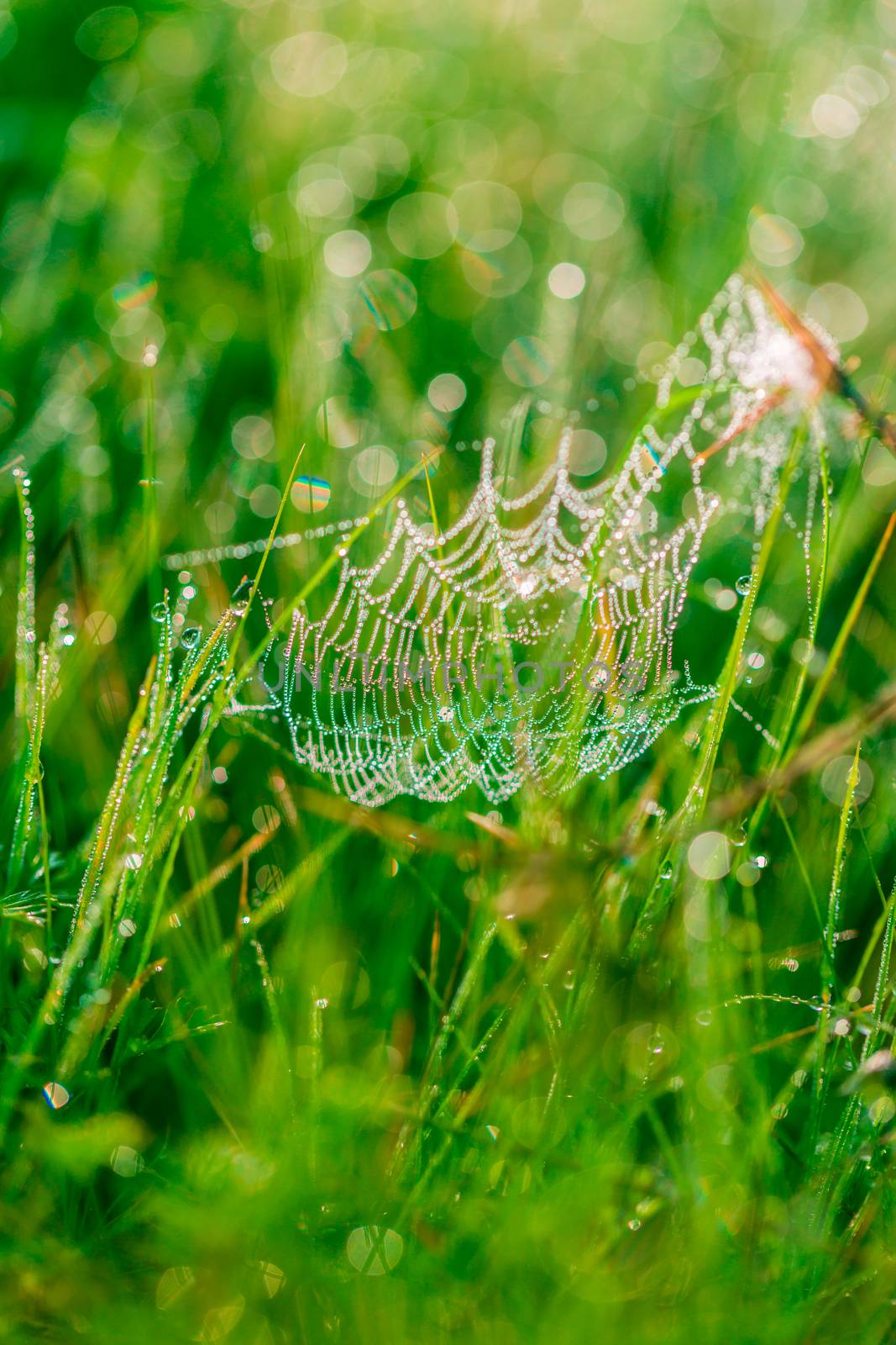 spider web in drops  by MegaArt