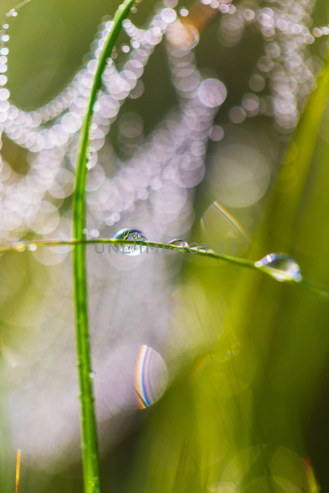 green grass in drops of dew field close-up
