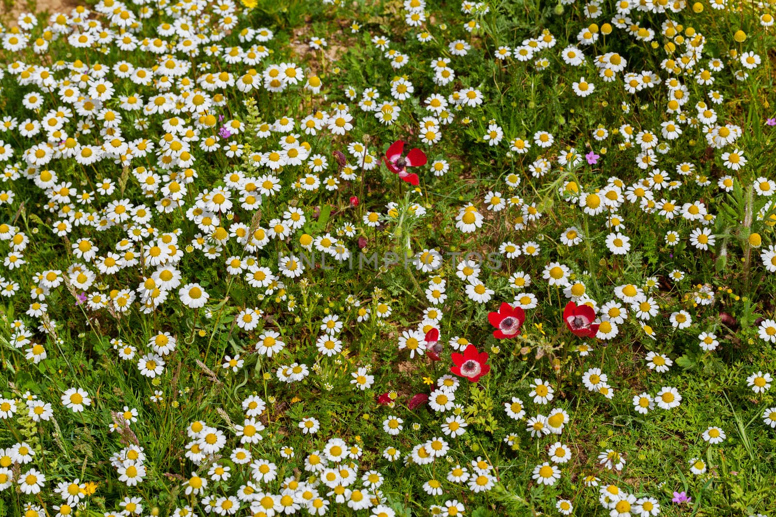 Flowering meadow all covered with daisy flowers