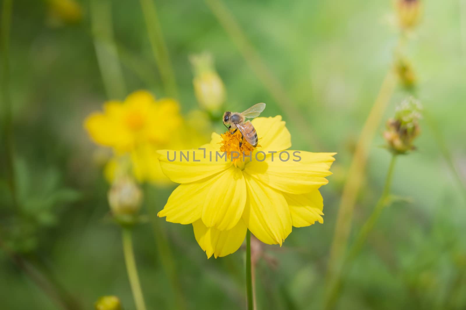 The background image of the colorful flowers, background nature