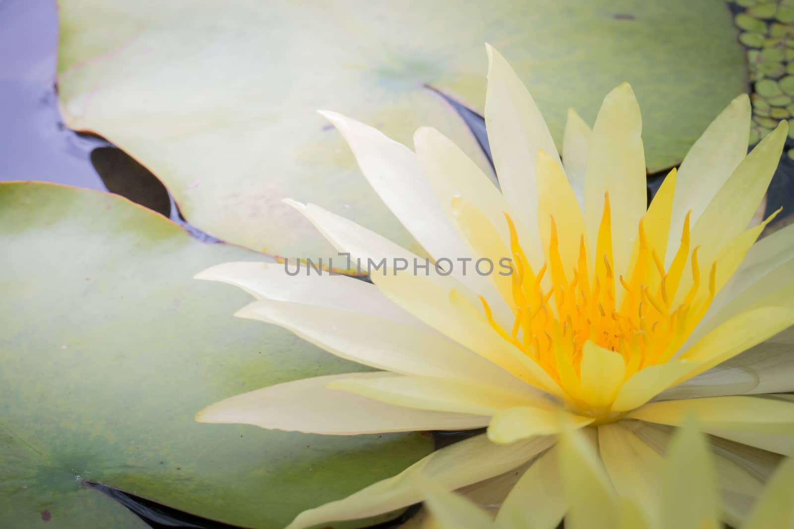 The background image of the colorful flowers, background nature