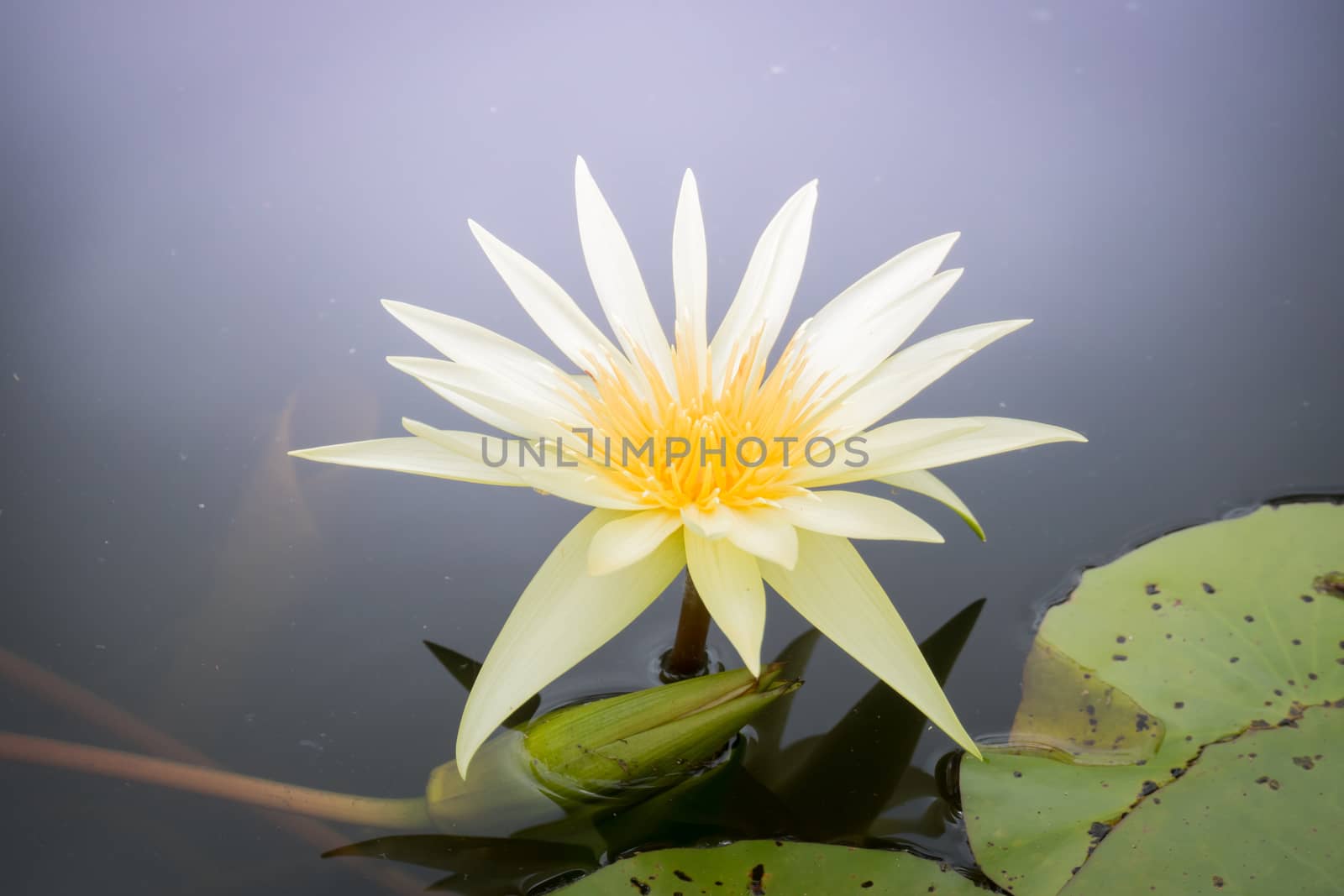 The background image of the colorful flowers, background nature