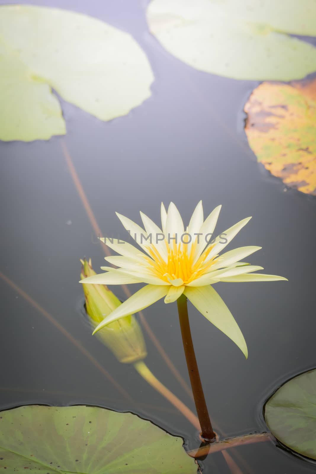 The background image of the colorful flowers, background nature