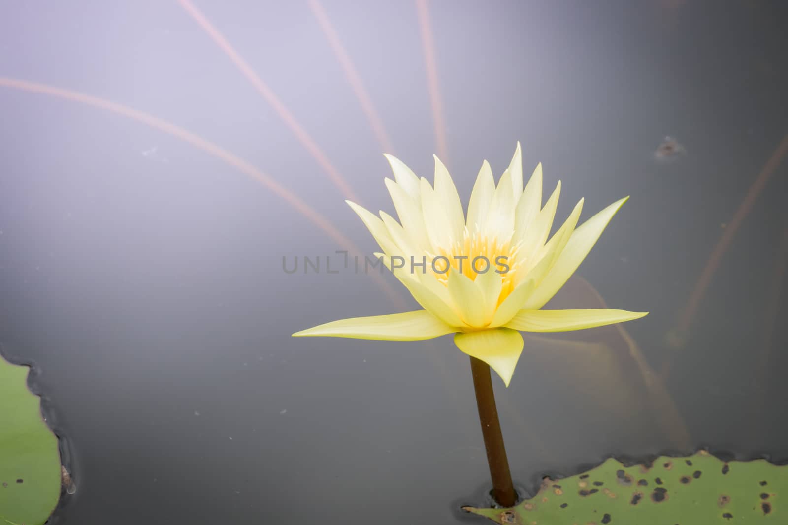 The background image of the colorful flowers, background nature