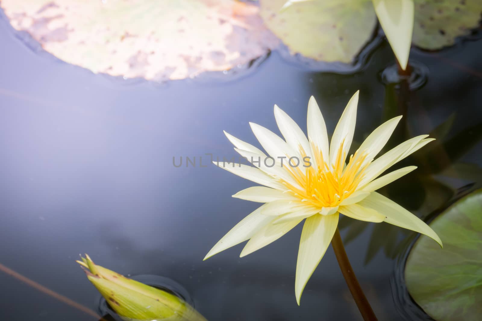 The background image of the colorful flowers, background nature