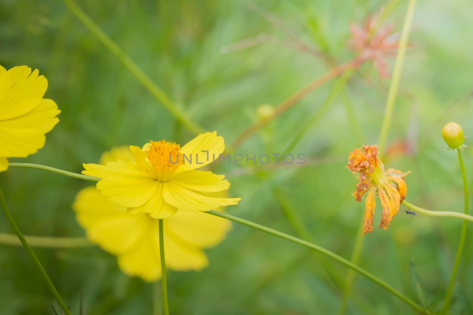 The background image of the colorful flowers, background nature