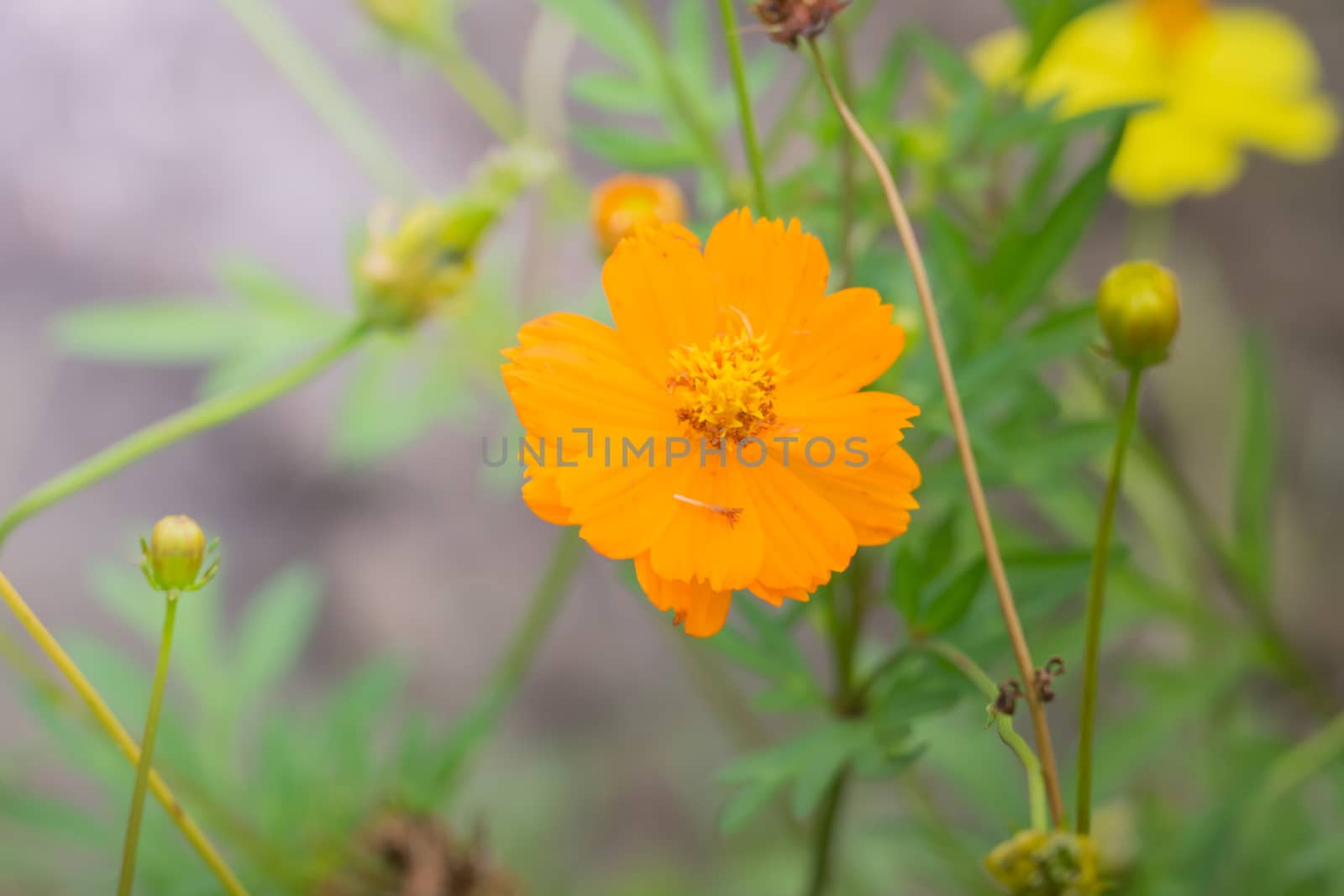 The background image of the colorful flowers, background nature