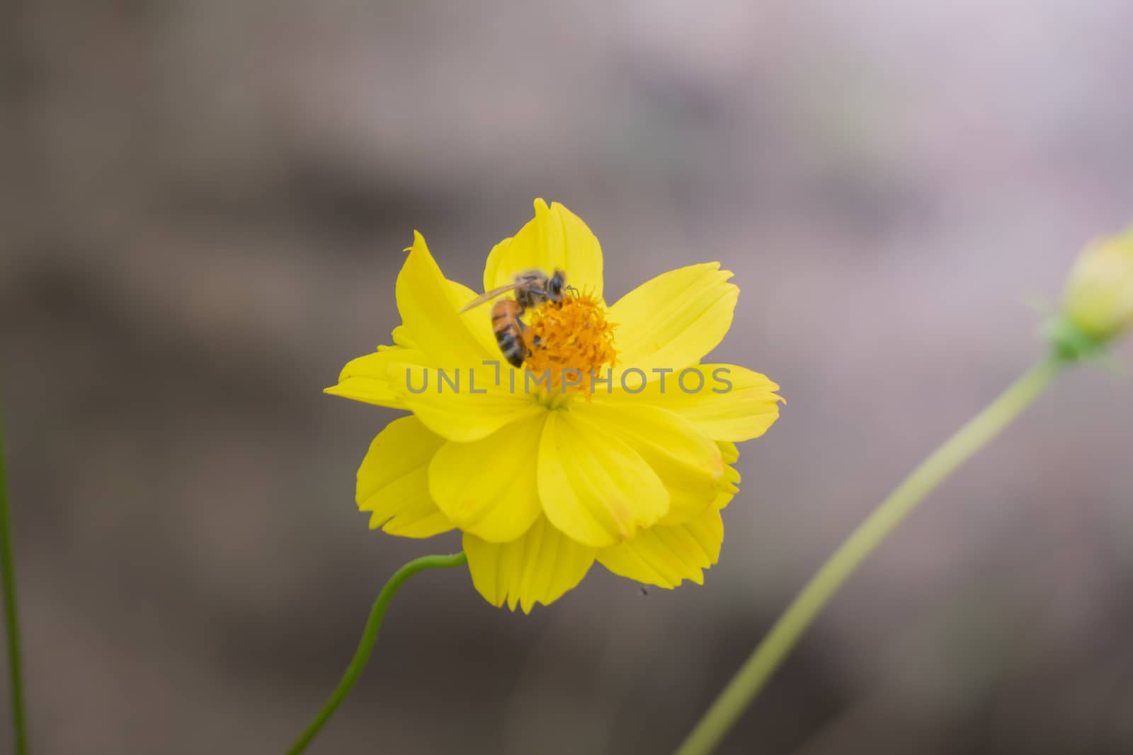 The background image of the colorful flowers, background nature