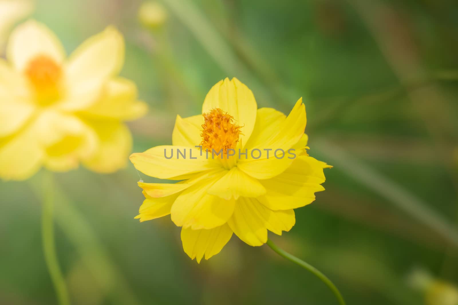 The background image of the colorful flowers, background nature