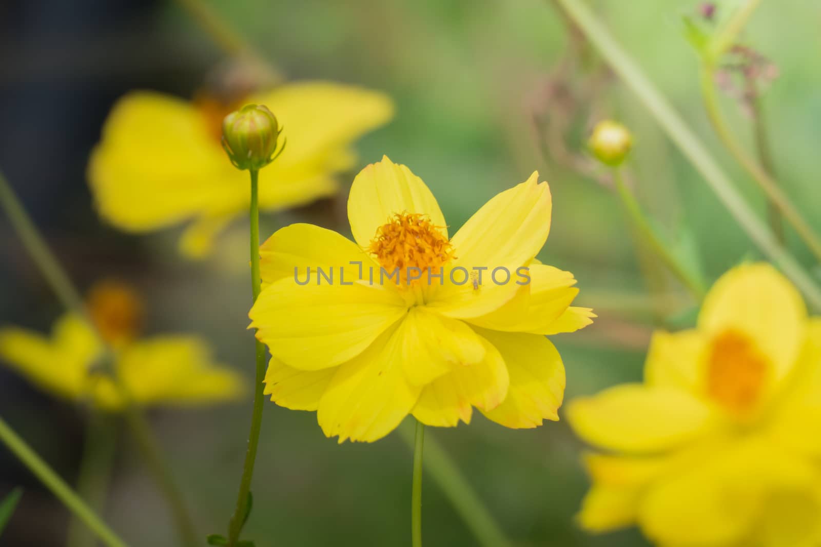 The background image of the colorful flowers, background nature