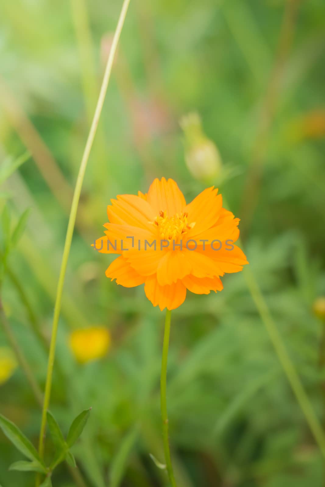 The background image of the colorful flowers, background nature