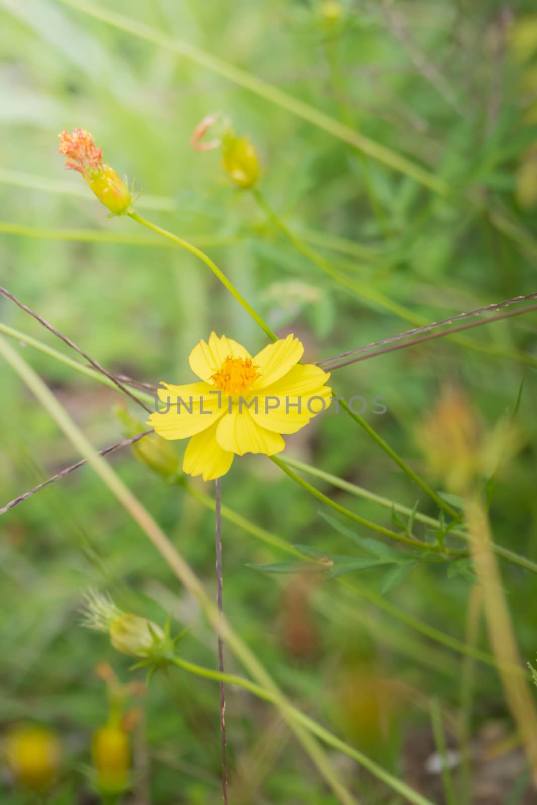 The background image of the colorful flowers, background nature