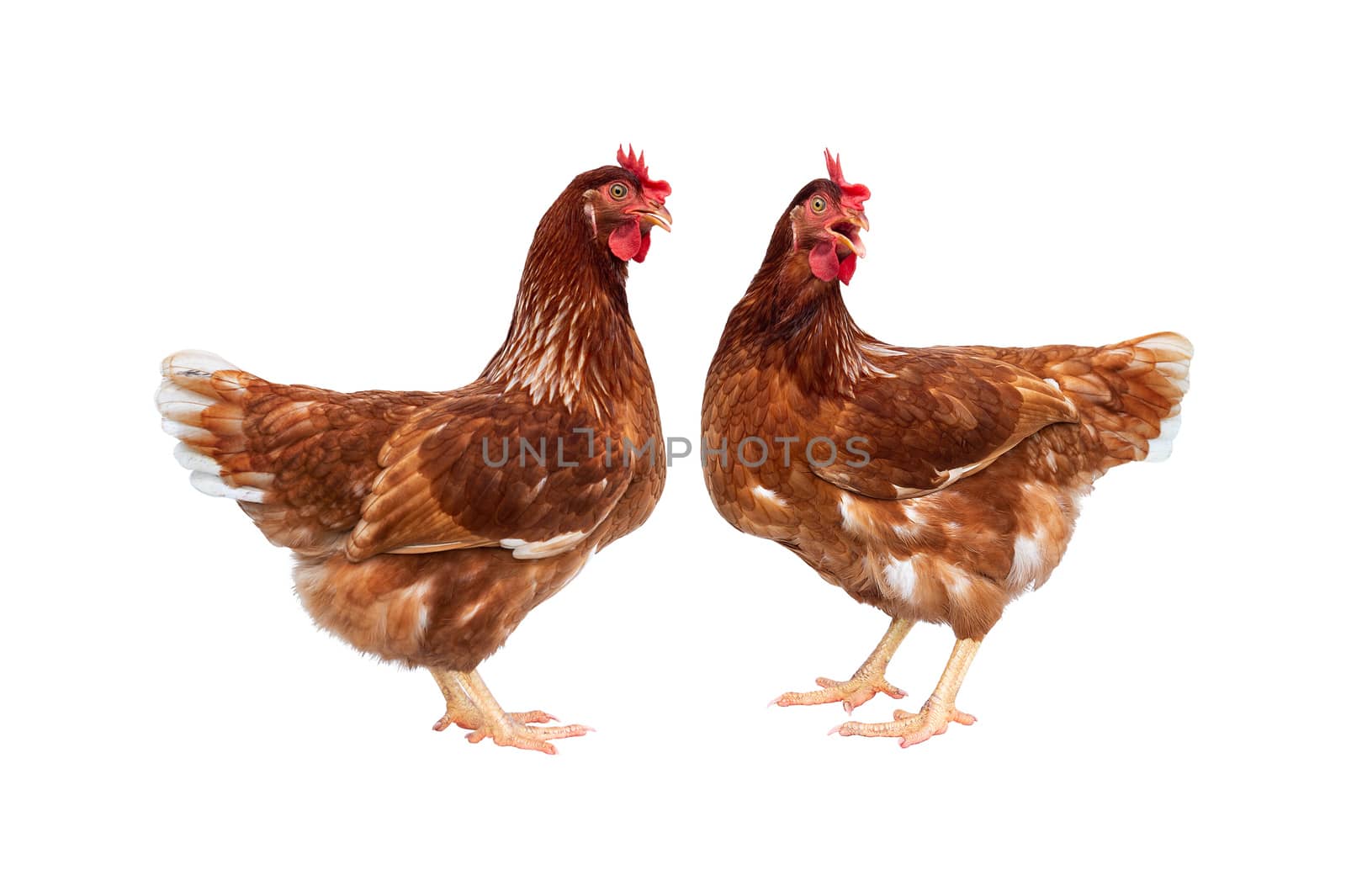 Brown hen isolated on white background, Chicken isolated on white.