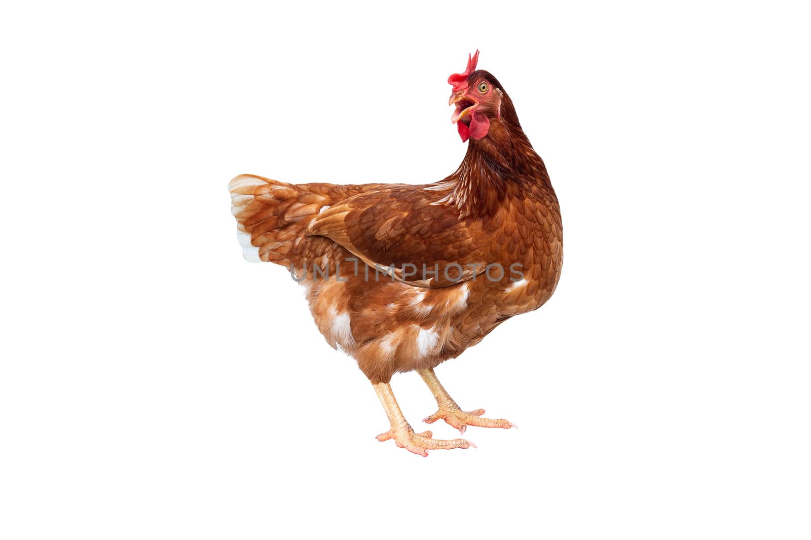Brown hen isolated on white background, Chicken isolated on white.