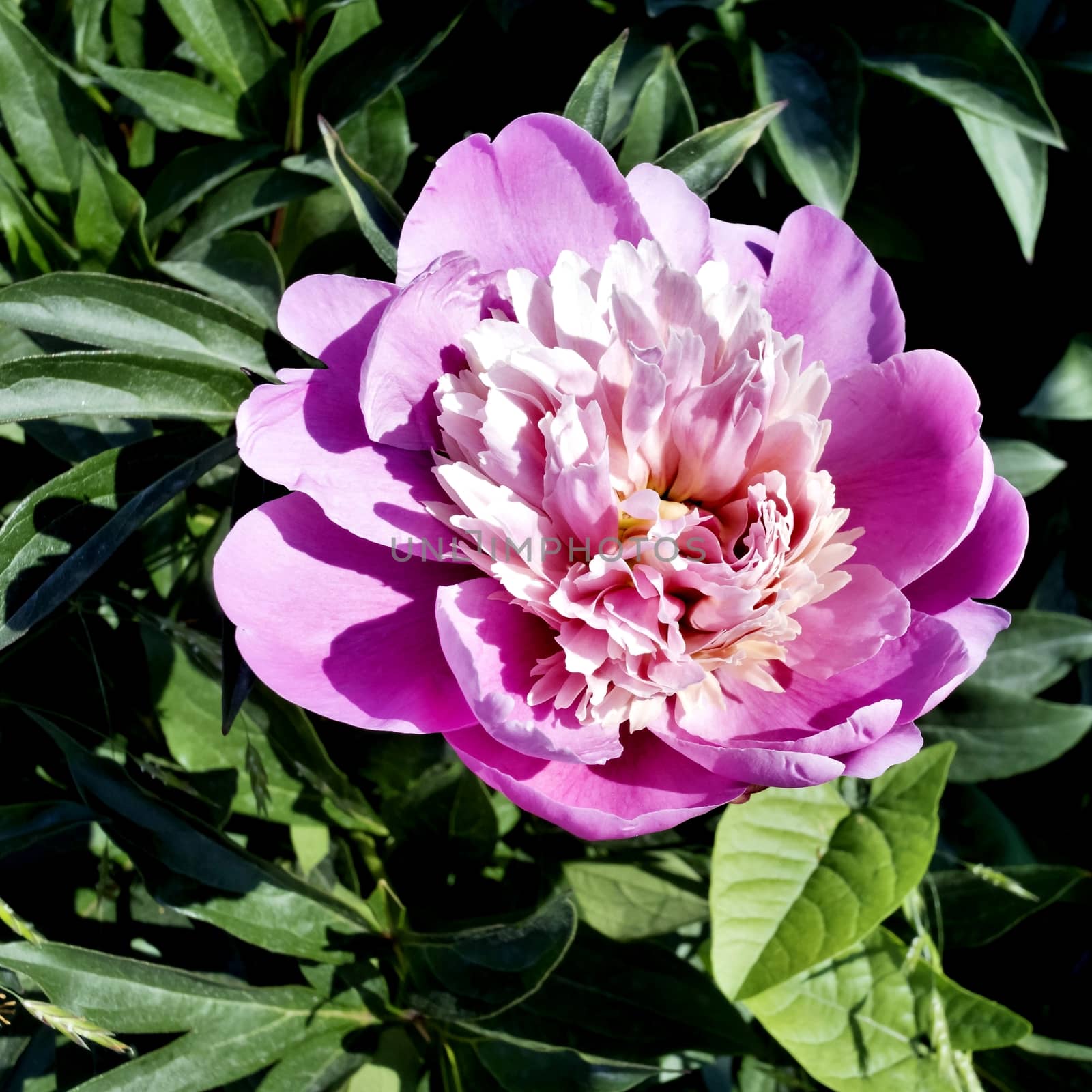 rose peony blossomed by valerypetr
