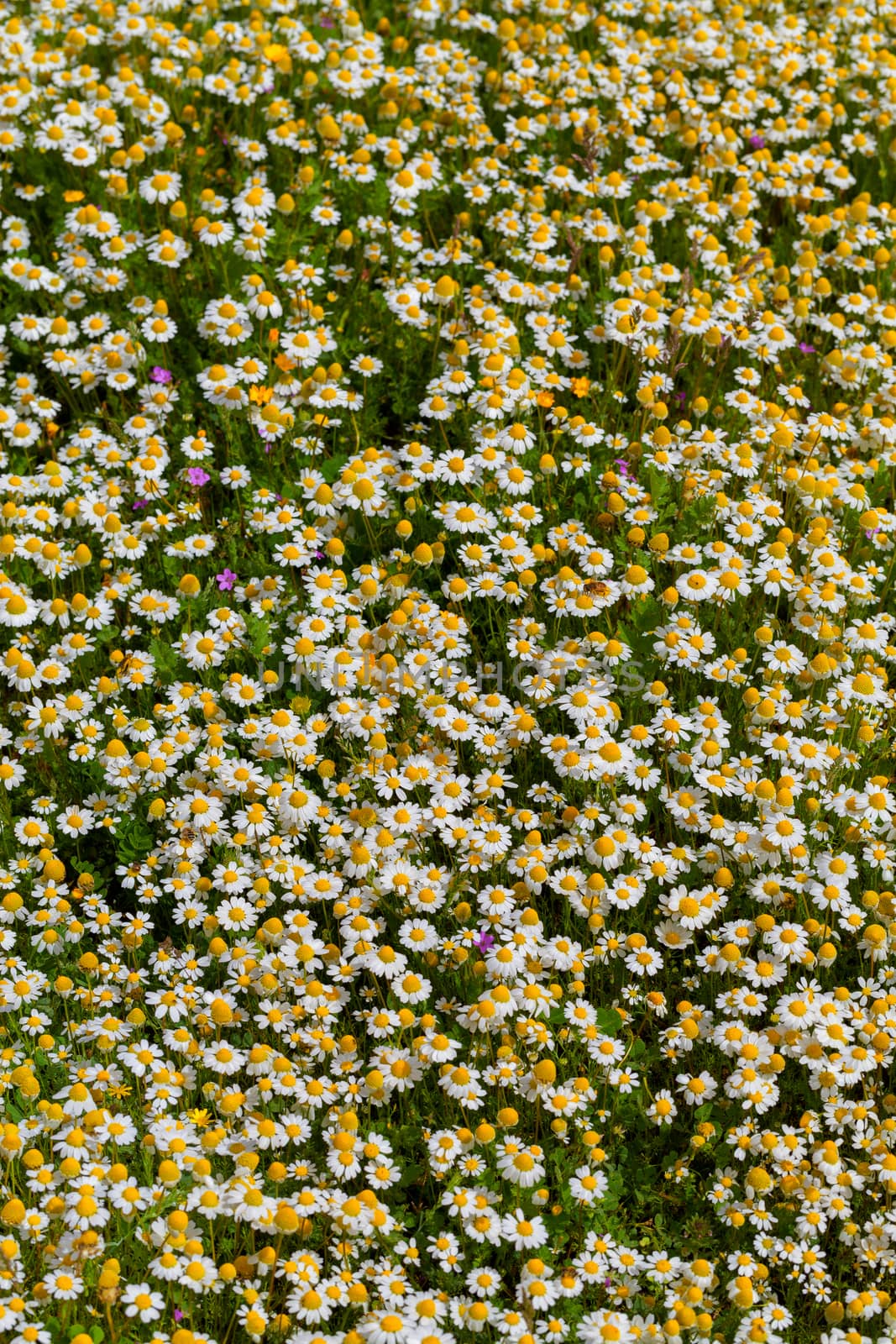 Flowering meadow all covered with daisy flowers