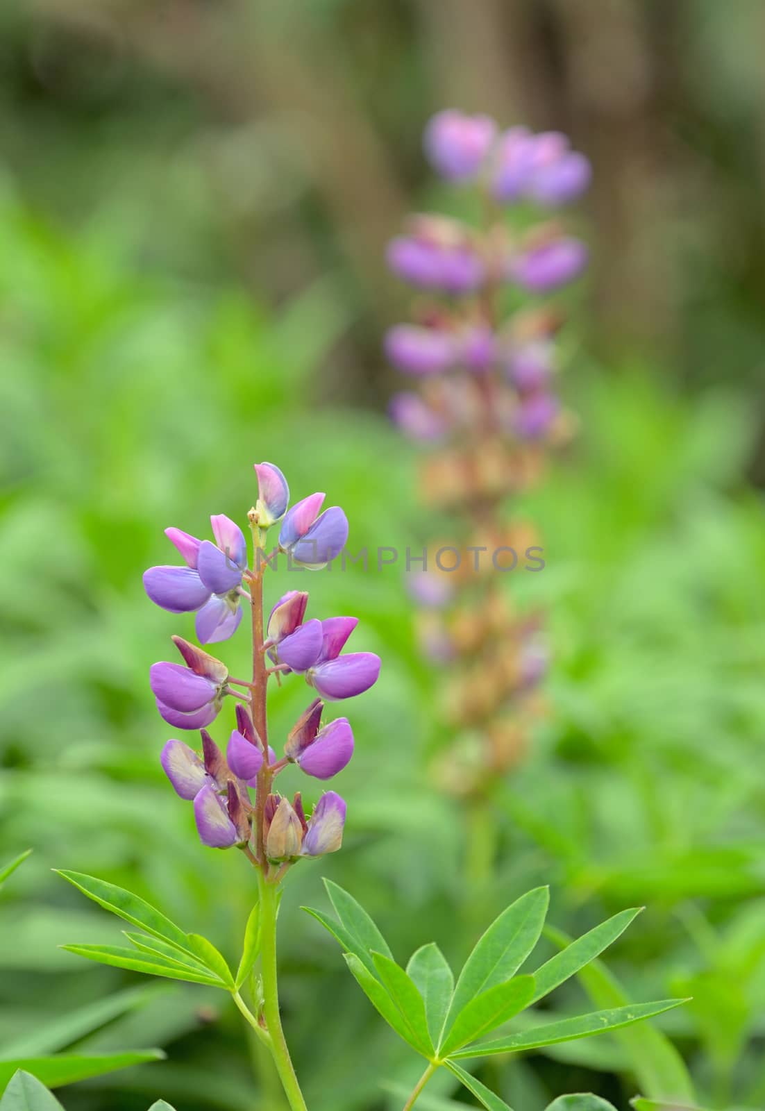 Lupine flower in the botanical garden in summer