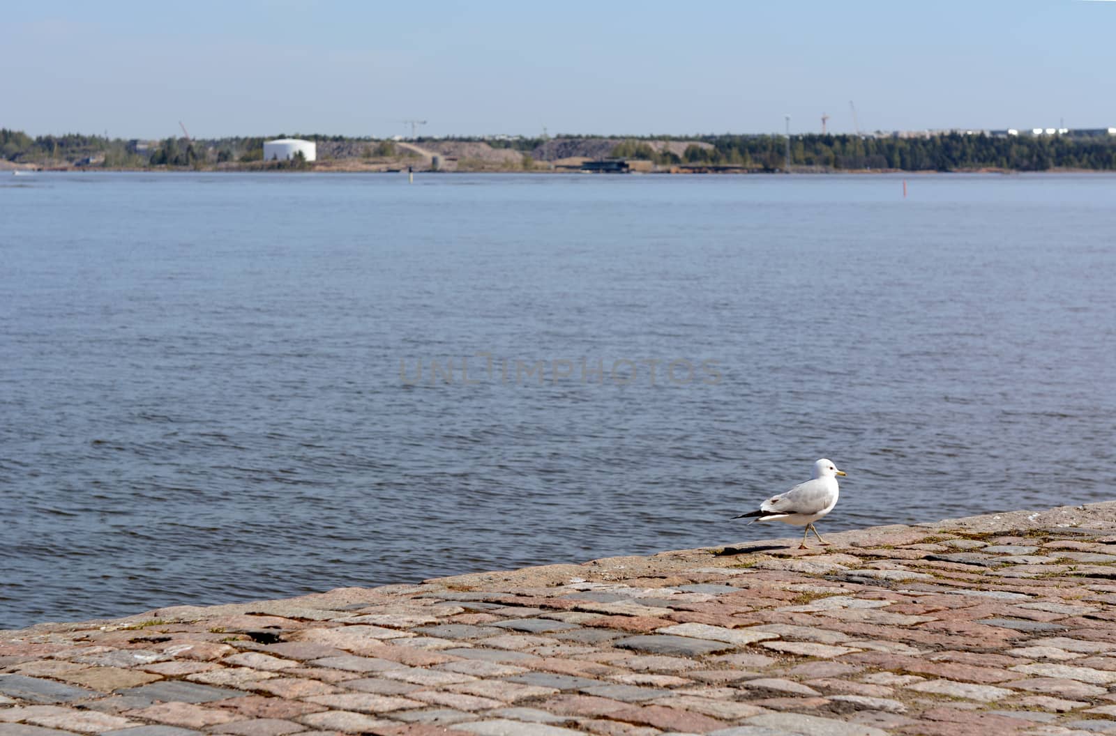 Lone gull stands on paved quay on the island of Suomenlinna, Finland