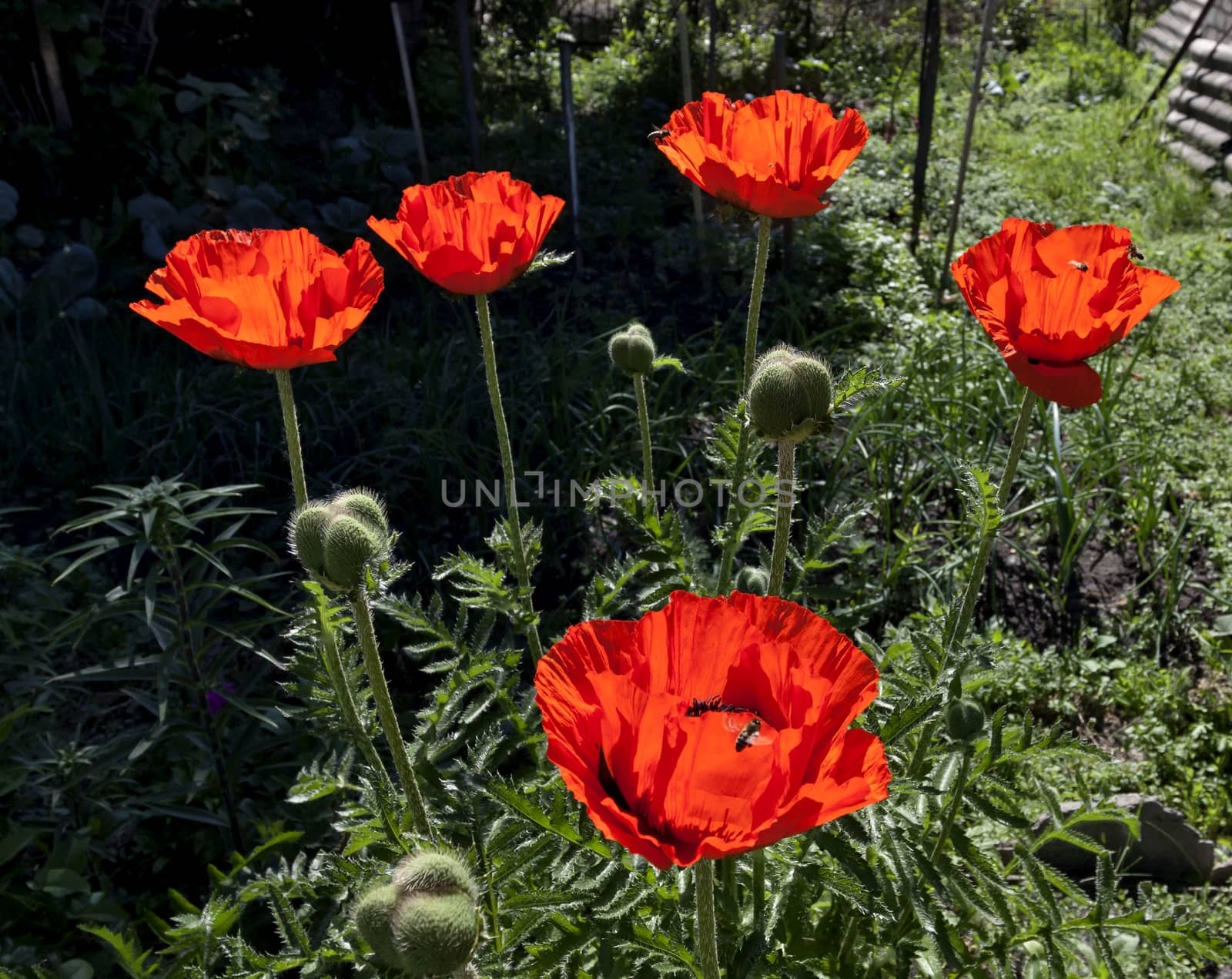 bright red poppy flowers on a background of natural greenery