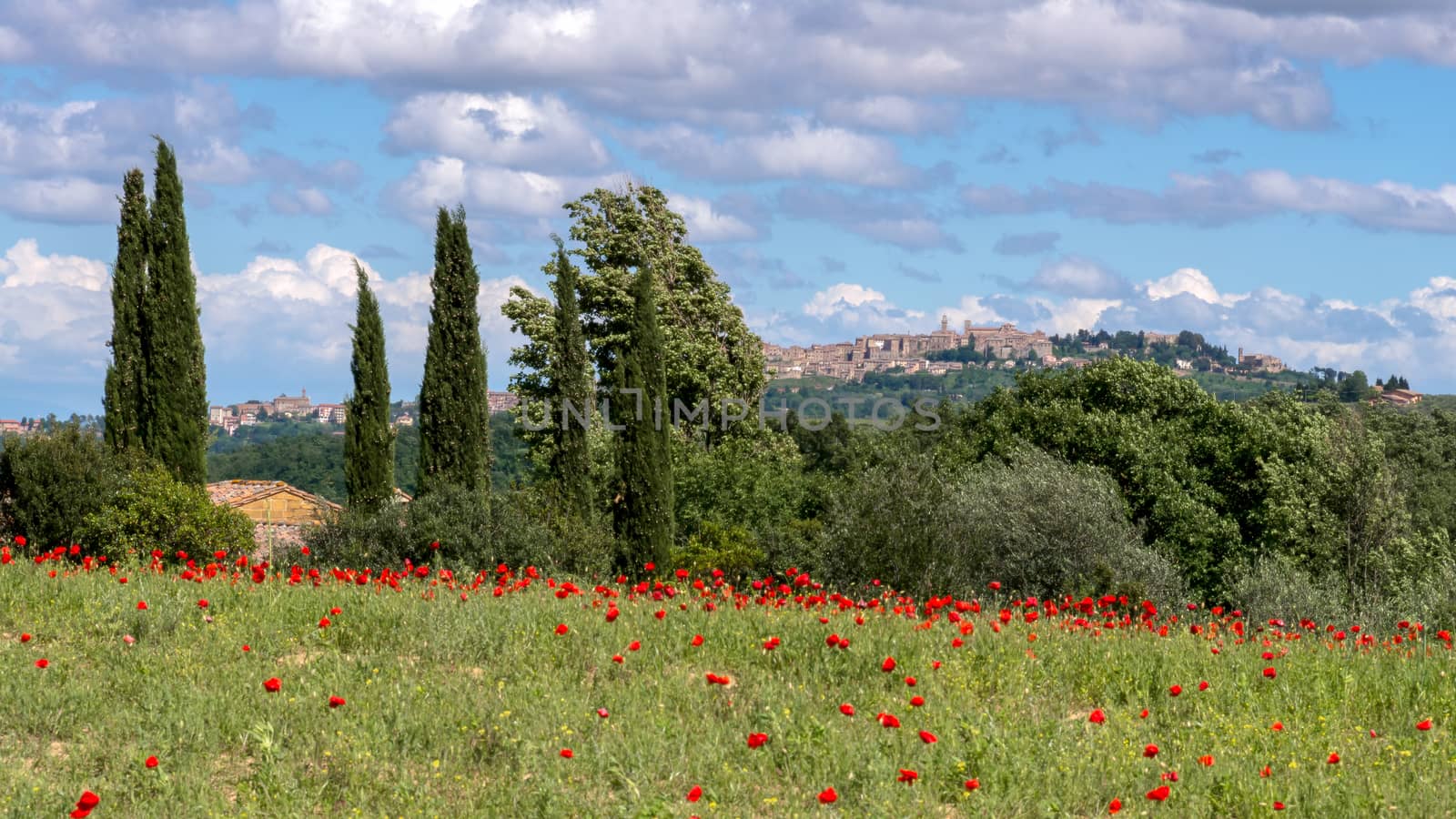 View across  a Poppy Field near Montepulciano by phil_bird