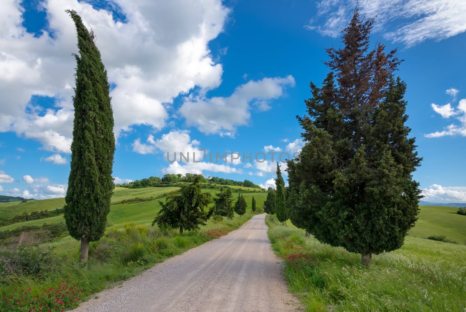 Cypress Trees in Val d'Orcia Tuscany