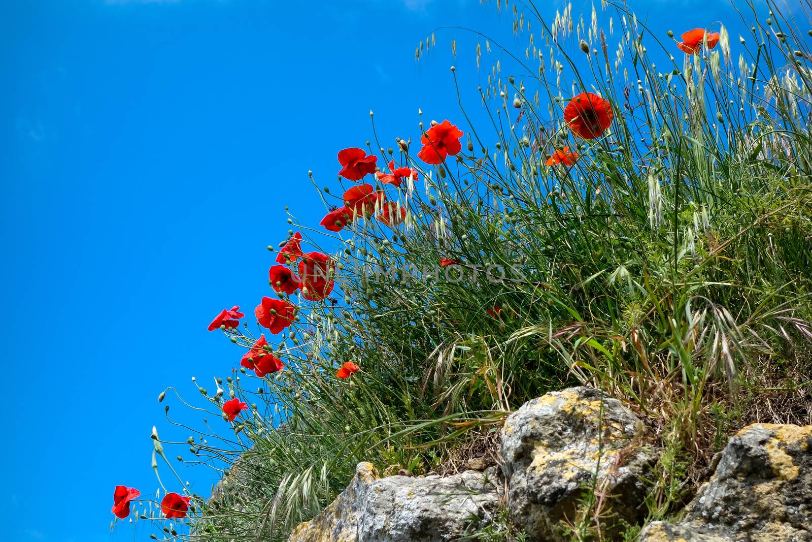 Poppies Growing in Val d'Orcia Tuscany by phil_bird